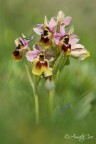 Ophrys tenthredinifera grandiflora
