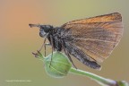 Thymelicus lineola Thymelicus lineola
