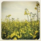 giallo giallo