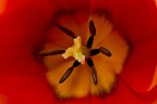 red spring passion red spring passion