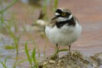 Corriere piccolo (Charadrius dubius)