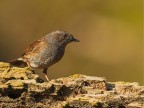 Passera Scopaiola