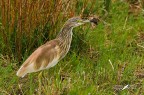Sgarza ciuffetto_ Ardeola ralloides