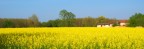 Primavera gialla Primavera gialla