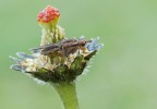 Mosca stercoraria... Mosca stercoraria...