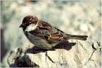 Passerotto