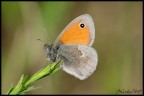 Butterfly Butterfly