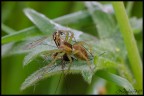 Spider Spider