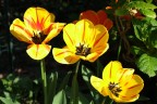 primavera primavera