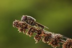 Cheilosia variabilis (sirfide) Cheilosia variabilis (sirfide)