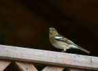 fringuello (fringilla coelebs)