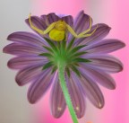 questa � casa mia (ri proposta in formato piu' grande)