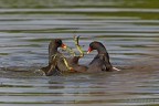 Gallinella d'acqua Gallinella d'acqua