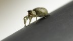 Aracnofobia Aracnofobia