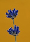 Color lavanda Color lavanda