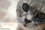 gli occhi, il riflesso dell'anima gli occhi, il riflesso dell'anima