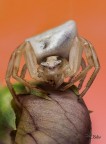 Thomisus Onustus Thomisus Onustus