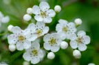 Flowers Flowers