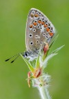 Licenide (Aricia Agestis) Licenide (Aricia Agestis)