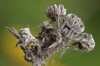 Agalenatea redii: mimetismo Agalenatea redii: mimetismo