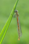 Damigella Damigella