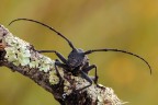 Morimus Asper