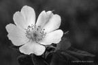 Rosa canina B&amp;W
