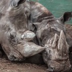 Zoo Safari di Fasano