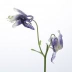Aquilegia