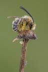 Inebriata di polline