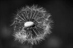 B/W