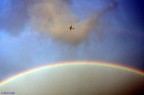 E' passato in quel momento, ha virato per evitare il piovasco, e io ho scattato con quello che avevo...
Stavo fotografando l'arcobaleno, completo da parte a parte, un immenso arco nel cielo sopra Torino quando � apparso l'aereo.
Stavo fotografando con il DT 11-16, quindi questo � un crop (molto spinto), che per� mi ha ispirato.