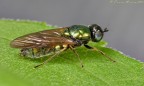 Mosca?