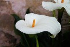 fiore di maggio fiore di maggio