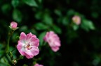 Pink Pink