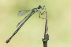 Lestes vividis Lestes vividis
