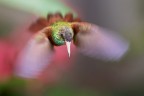 Colibrì Colibrì