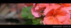 Bee and flower Bee and flower