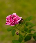 Rosa* Rosa*
