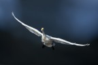 Swan Swan