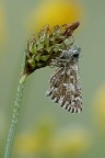 Pyrgus Pyrgus