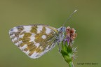 Pontia edusa