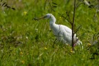 Airone guardabuoi (Bubulcus ibis)