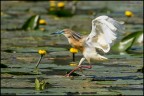 Landing
