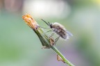 Bombylius Bombylius