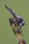 Asilide Asilide