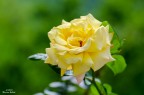 A Rose A Rose