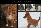 prima neve prima neve