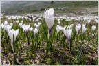 Crocus. Crocus.