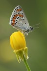 Polyommato Icarus Polyommato Icarus